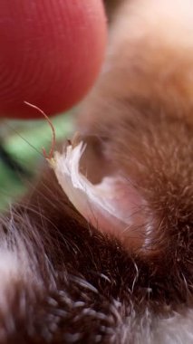 Vertical video. Finger Touching and Holding Small Sharp Claw Emerging from Animal Paw in Macro Closeup, Concept Animal Anatomy and Interaction