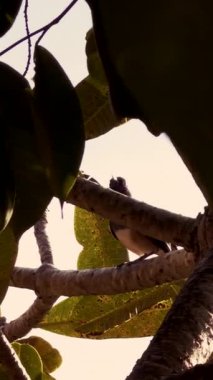Vertical video. Small Bird Sitting on Tree Branch Hidden Among Large Tropical Leaves in Warm Sunlight, Concept Wildlife Observation and Natural Habitat