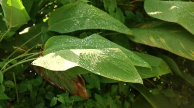 Tropical Leaves Covered with Water Droplets Glistening in Sunlight While Swaying Slowly and Dropping Moisture in Slow Motion, Concept Fresh Jungle Hydration