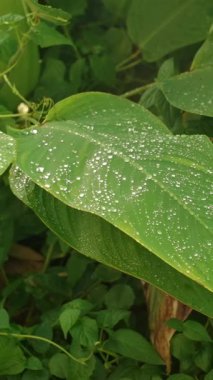 Vertical video. Sunlit Tropical Leaves Swaying Slowly with Shining Raindrops Falling Down in Slow Motion, Concept Freshness and Natural Rainforest Vitality