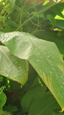 Vertical video. Bright Sun Rays on Tropical Leaves Swaying with Raindrops Sliding Down in Slow Motion, Concept Jungle Vitality and Natural Refreshment