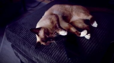 Cute Siamese Cat Waking Up to 6 AM Alarm on Smartphone, Yawning and Stretching with Paws Up, Concept Cozy Morning and Sleepy Pet Routine