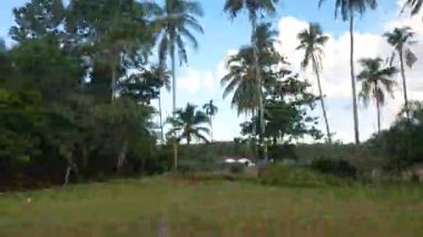 View from Moving Car of Open Area with Palm Trees and Distant Houses under Blue Sky in Sunny Tropical Countryside Serenity