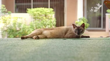 Siamese Cross-eyed Cat Crouching on Green Grass Surface in Front of House with Soft Background Focus and Low Angle, Curious Domestic Pet Concept