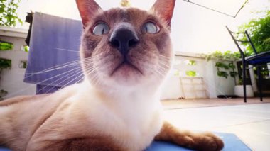 Close Up of Siamese Cat Face with Blue Eyes and Sunlight Reflections from Low Angle Outdoors on Terrace, Domestic Curiosity Concept