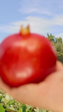 Hand Holding Bright Red Pomegranate Against Green Trees and Blue Sky in Daylight, Captured in Close-Up Perspective, Natural Light and Shallow Depth of Field, Organic Fruit Concept
