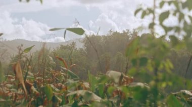 Wide View of Lush Green Tropical Plants Under Soft Rainfall with Distant Trees and Bright Sky, Natural Light and Depth, Tropical Rain Concept