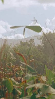 Vertical video. Wide View of Lush Green Tropical Plants Under Soft Rainfall with Distant Trees and Bright Sky, Natural Light and Depth, Tropical Rain Concept