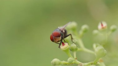 Macro Close-Up of Fly with Red Eyes Feeding on Small Green Bud with Yellow Center in Natural Light, Shallow Depth of Field, Insect Wildlife Concept