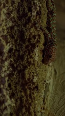 Vertical video. Small Gecko Crawls Across Rough Tunnel Wall Under Soft Light Symbolizing Survival and Perfect Adaptation Concept