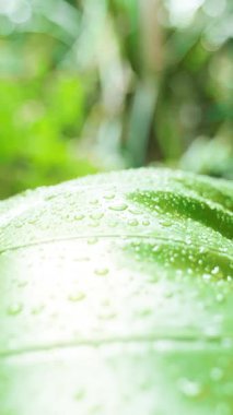 Vertical video. Large Green Leaves Covered with Rain Droplets Shine Under Soft Jungle Light Growth and Renewal Concept