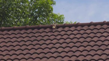 Squirrel and Bird Chasing Dragonfly on Tiled Roof under Bright Sunlight, Captured from Distant Overhead Angle, Wildlife Competition Concept