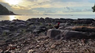 Roosters Standing on Rocky Shore with Sea and Sunlight in Background, Captured from Low Angle, Coastal Wildlife Concept