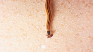 Overhead Macro View of Hammerhead Flatworm with Brown and Black Stripes on Light Textured Floor Surface, Exotic Worm Observation Concept