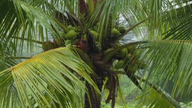 Close View of Coconut Palm Tree Showing Cluster of Green Coconuts Among Long Fronds Under Rain, Tropical Agriculture Concept