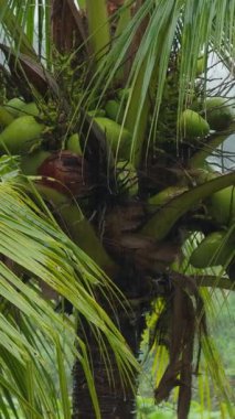 Vertical video. Close View of Coconut Palm Tree Showing Cluster of Green Coconuts Among Long Fronds Under Rain, Tropical Agriculture Concept