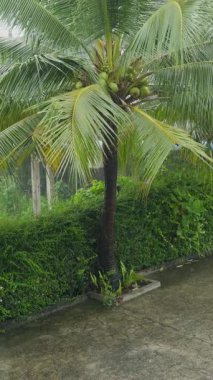 Vertical video. Coconut Palm Tree Standing Beside Wet Pavement During Rain with Green Foliage Around and Coconuts Hanging, Tropical Rainy Day Concept