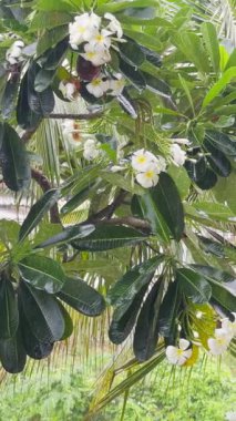 Vertical video. Plumeria Tree with White Frangipani Flowers Beside Coconut Palm with Green Coconuts in Rainy Tropical Garden, Exotic Flora Concept