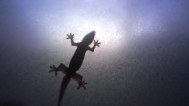 Gecko 'nun arka ışıklandırılmış silueti Donmuş Cam Pencere üzerinde emekliyor Kuyruk ve Bacaklarını Gösteriyor Karşıtlık Parıltısı, Sürüngen Gözlem Kavramı