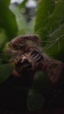 Dikey video. Yeşil Kaktüs Arasındaki Tüylü Sıçrayan Örümcek Doğal Işık, Vahşi Yaşam Mikro Yaşam Konsepti ile Macro Focus 'ta Hindistan cevizi kabuğunun içinden ayrılıyor.