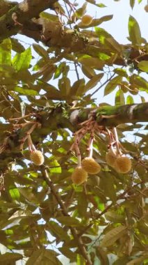 Dikey video. Geniş Parlak Yapraklı Durian Ağacı ve Parlak Gök Altındaki Dallarda Sallanan Çok Yuvarlak Dikenli Meyveler, Gün Işığı Geniş Açı Görüş, Tropikal Tarım Konsepti