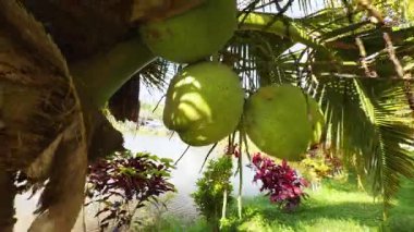 Parlak Güneş Işığı, Yakın Çekim Açısı, Tropikal Tarım Konsepti altında Önplanda Renkli çalılar olan bir nehrin yanındaki palmiye ağacında asılı yeşil hindistan cevizleri