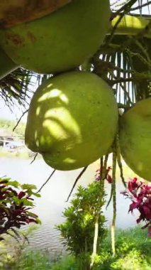 Dikey video. Parlak Güneş Işığı, Yakın Çekim Açısı, Tropikal Tarım Konsepti altında Önplanda Renkli çalılar olan bir nehrin yanındaki palmiye ağacında asılı yeşil hindistan cevizleri