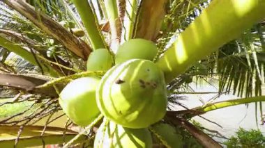 Parlak Güneş Işığı, Düşük Açı ve Tropikal Tarım Konsepti altında, palmiye ağacında yetişen taze hindistan cevizlerinin yakın görüntüsü
