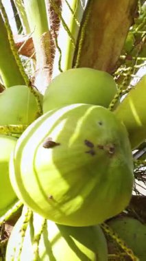 Dikey video. Parlak Güneş Işığı, Düşük Açı ve Tropikal Tarım Konsepti altında, palmiye ağacında yetişen taze hindistan cevizlerinin yakın görüntüsü