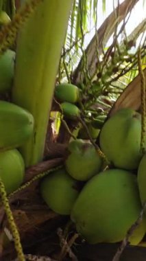 Dikey video. Büyük yeşil hindistan cevizleriyle kaplı bir palmiye ağacının tepeden görünüşü yansıyan güneş ışığı, yukarıdaki açı ve tropikal tarım kavramı ile bir nehrin üzerinde uzanıyor.