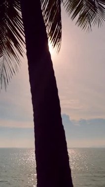 Dikey video. Gün batımında Parlak Güneş Parlayan Uzun Palmiye Ağacı Silueti Tropikal Deniz, Su yüzeyinde Altın Yansıma, Rahatlama ve Seyahat Konsepti ile Geniş Açı Görünüm
