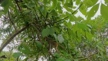 Genç Maymun, Yaban Hayatı Gözlemi sırasında Parlak Yapraklar ve Meraklı İfadeyle Ağaç Dalına Tutunuyor
