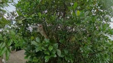Yoğun Yapraklara Erişen Maymun Vahşi Yaşam Keşfi sırasında Geniş Açı Yakalama dalında Dengelenirken