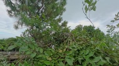 Vahşi Yaşam Eylem Konsepti sırasında Kalın Yapraklar Arasında Tek Kollu Maymun Asılıyor