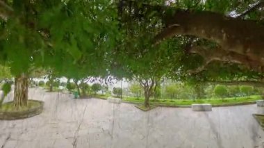 Uzun Asma Asmalı Ağaç Örtüsü Sakin Doğa Gözlem Konseptinde Yumuşak Gün Işığı Altında Düşük Açı 'dan Yakalandı