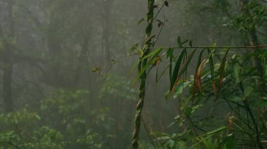 Puslu ormandaki nemli ve karışık bitki örtüsü, sarmaşık ve ıslak yaprakların koyu yeşil tonlarla çevrili olduğunu gösteriyor.