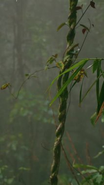 Dikey video. Puslu ormandaki nemli ve karışık bitki örtüsü, sarmaşık ve ıslak yaprakların koyu yeşil tonlarla çevrili olduğunu gösteriyor.
