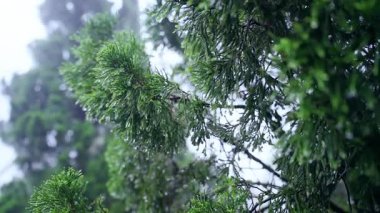 Yavaş çekimde ıslak yeşil iğnelere nazikçe dokun. Yumuşak bir sis ve daima yeşil olan dalların nem detaylarını kapat.
