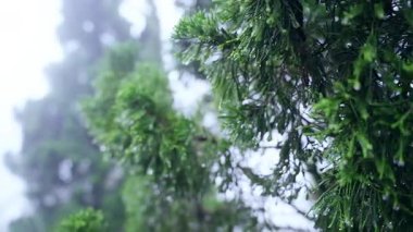Yavaş çekimde nemli yemyeşil iğnelere uzanan el sislerin arasından yumuşak atmosfere yakın bir görüntüye düşer.