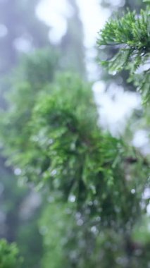 Dikey video. Yavaş çekimde nemli yemyeşil iğnelere uzanan el sislerin arasından yumuşak atmosfere yakın bir görüntüye düşer.