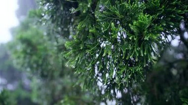 Yavaş çekimde ıslak dalları avuçlarken etrafa saçılmış su damlaları yakın atmosferik çekimde sisin içinden sıçrıyor.