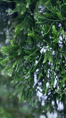 Dikey video. Yavaş çekimde ıslak dalları avuçlarken etrafa saçılmış su damlaları yakın atmosferik çekimde sisin içinden sıçrıyor.