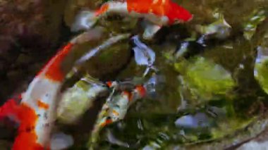 Çakıl taşları yakınındaki Koi Balık Kümesi. Canlı Turuncu ve Beyaz Renkler, Su Açısı, Su Alanı Konsepti 'nde yakalanan Hareketli Su' ya yansıyor.