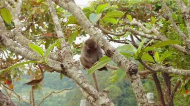 Yoğun Yapraklar Arasında Dinlenen Küçük Maymun Hafif Işık Açısı Doğal Yaşam, Vahşi Yaşam Doğa Kavramındaki Sakin Davranışı gözler önüne seriyor