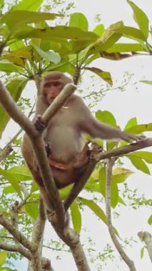 Dikey video. Yeşil Yapraklar Doğal Çerçeve oluştururken Yukarı Açı Bakış Açısı 'nda iki Maymun tırmanıyor Oyuncak Orman Atmosferi, Vahşi Yaşam Etkileşimi Konsepti