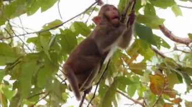 Genç Maymun, Parlak Yapraklarla Yakın Açı 'da Sıska Dala asılı Canlı Doğal Sahne, Eğlenceli Orman Konsepti' ni yaratıyor.
