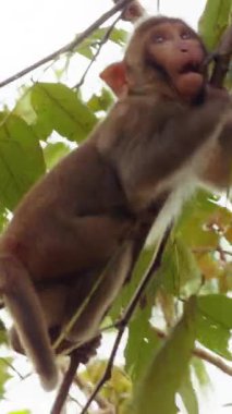 Dikey video. Genç Maymun, Parlak Yapraklarla Yakın Açı 'da Sıska Dala asılı Canlı Doğal Sahne, Eğlenceli Orman Konsepti' ni yaratıyor.