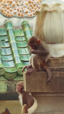 Dikey video. Geniş Açı Görünümde Renkli Çatı Döşemeleri ile Süslü Taş Yapı 'da oturan İki Genç Maymun Kültürel Vahşi Yaşam Kontrast, Tapınak Doğa Konsepti