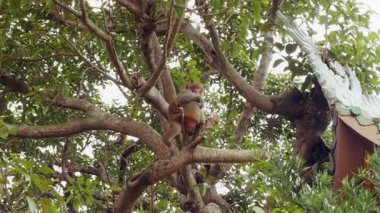 Kızgın Maymun Dalını Düşük Açı Bakış Açısı ve Yoğun Yeşil Yapraklar Arasında Sıçrayan Çatı Kenarı, Vahşi Yaşam Davranışı Kavramı