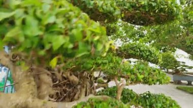 Taş duvar ve bahçe yolunun yanında yuvarlak tepe örtüleri olan Katmanlı Bonsai Ağaçlarının Seçici Odaklanma Görünümü, Süslü Bahçe Konsepti